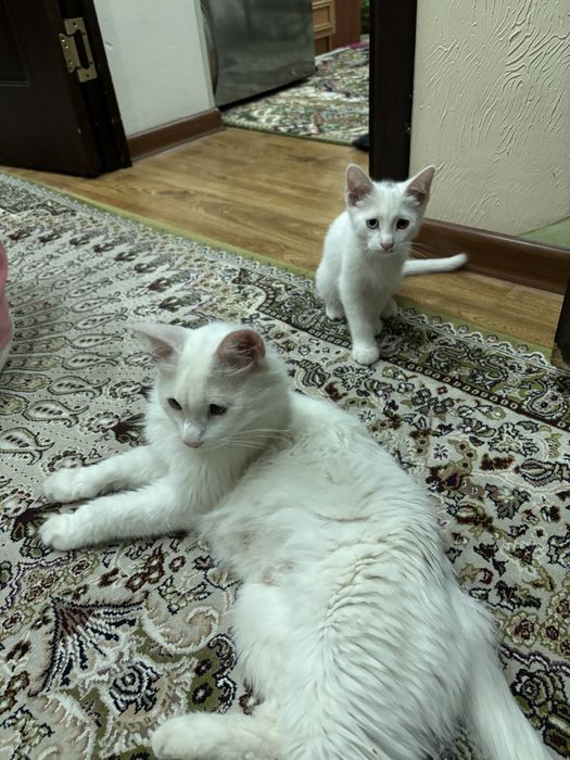 Turetskiy angora va bolalari