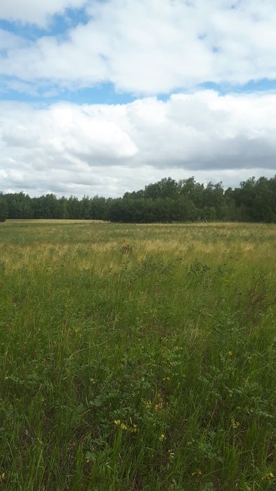 Cенокосы 1450 гектаров в аренду