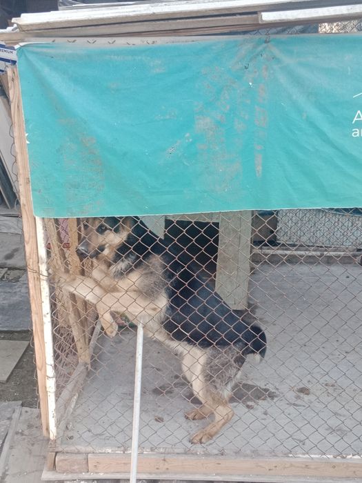 Овчарка немецкий