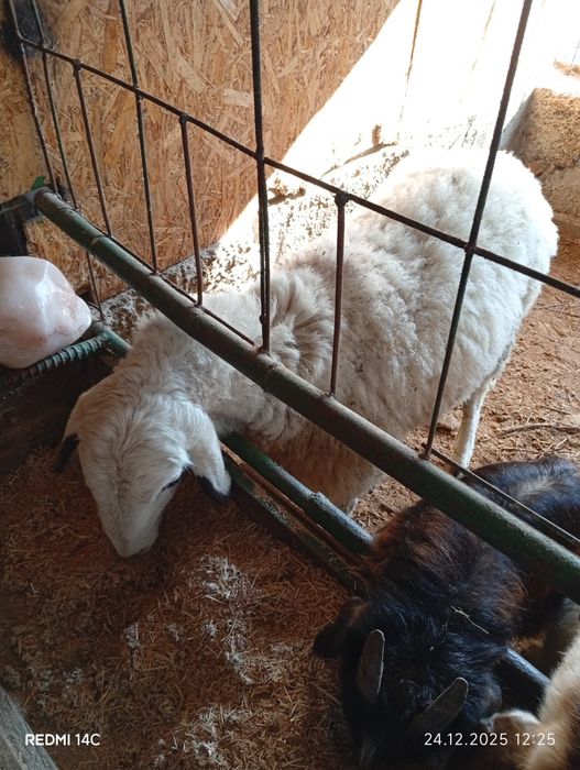 Бугоз экиззой куй сотилади тезда семиз соглом чиройли хонаки сифатли !