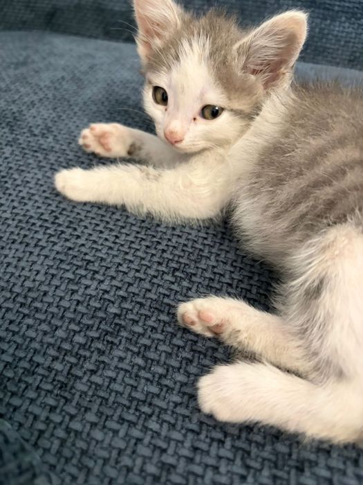 отдам котенка в добрые руки!!