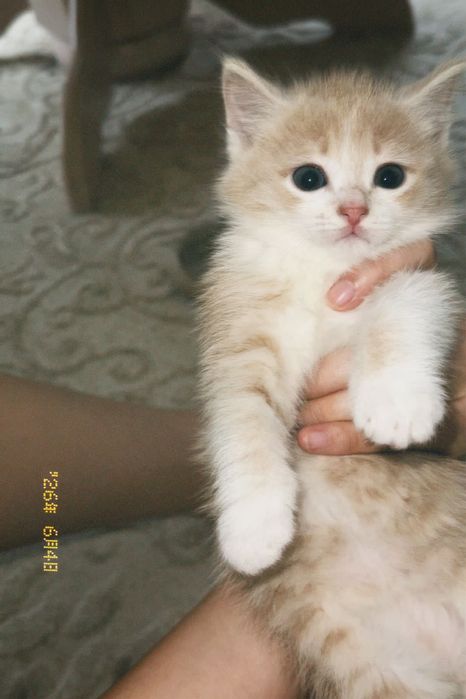 Раздаем котят бесплатно