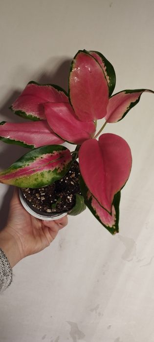 Разные Домашние цветы