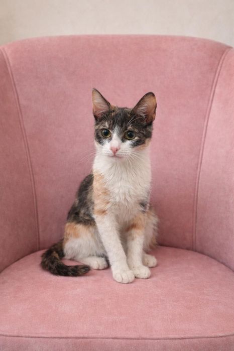 Кошка в добрые руки