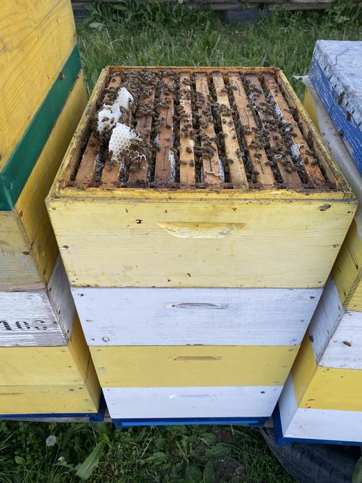 Miere naturala direct de la producator