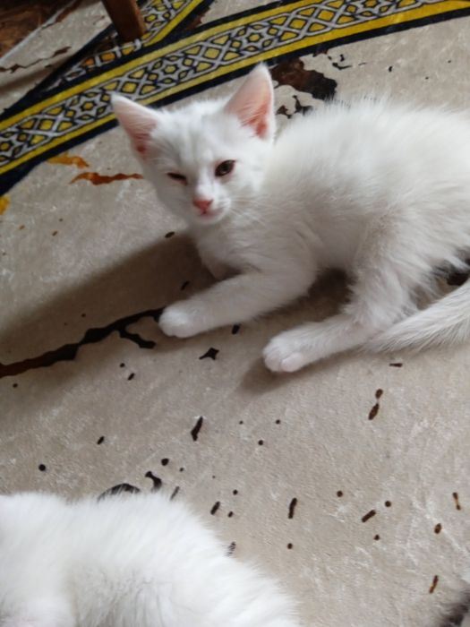 Отдам даром котят