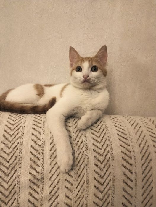 Отдам котёнка в добрые руки