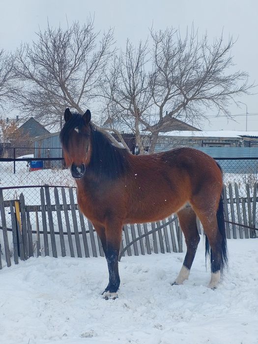 Продам кобылу англ