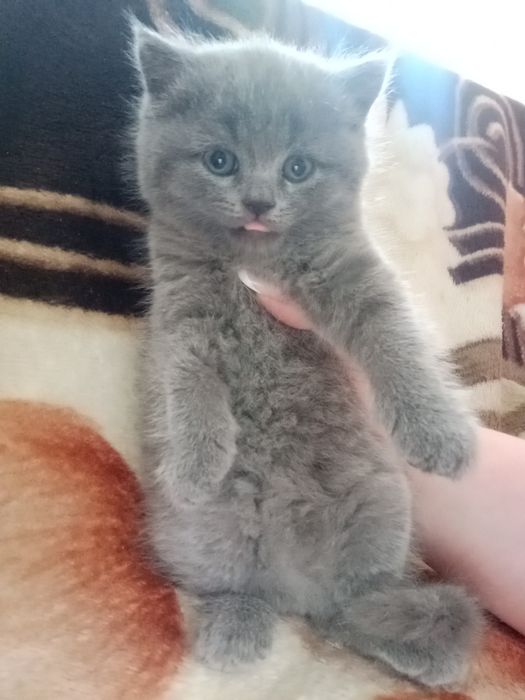 Срочно продаются Фолд и Страйт котята