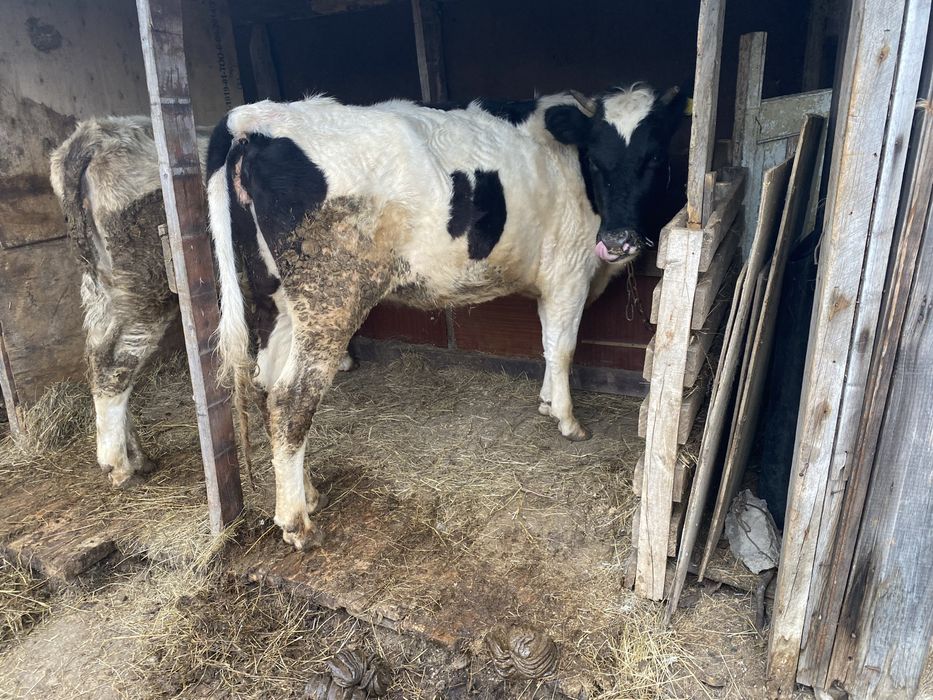 Продам крс 3 шт телки