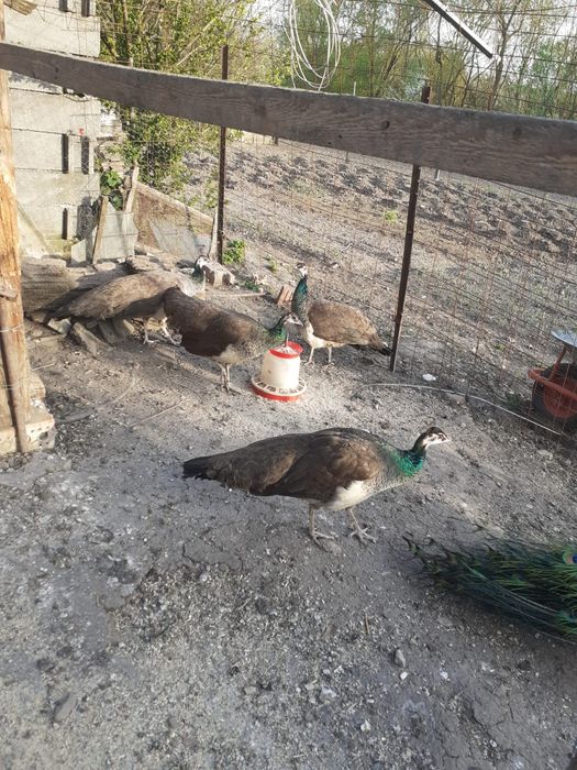 Pereche  pauni maturi.