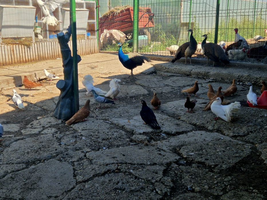 Vând Jucători de Galați pe galben,roșu și Maria Stuart pe alb