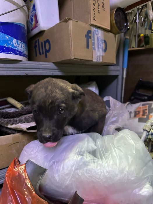 Отдам щенка  хорошие руки