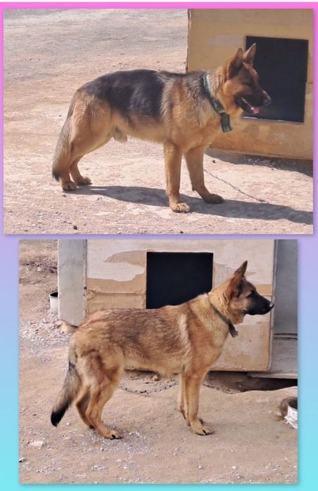 Овчарка күшік сатылады