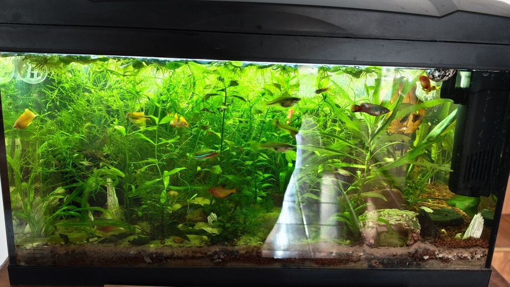 Creveți - Plante Acvariu - Melci asasini