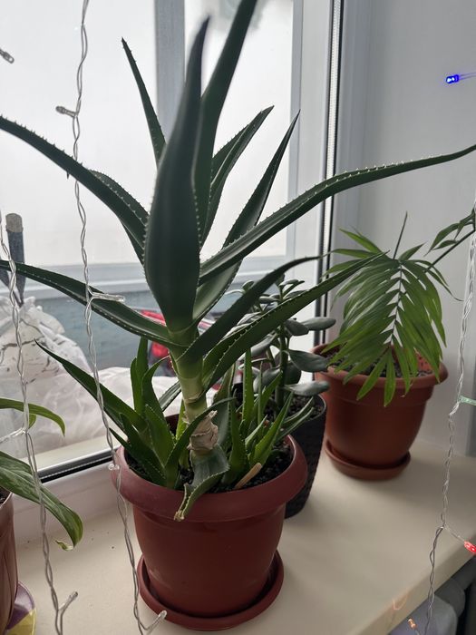 Алоэ цветок. Отдам