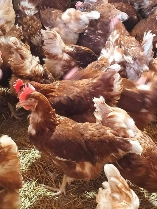 DONEZ GAINI!! urgent