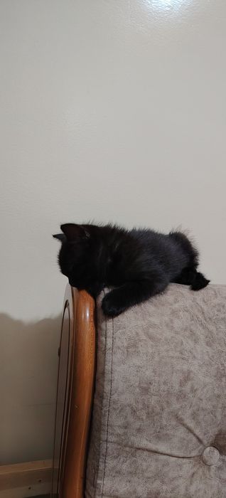 Продаётся кошачка