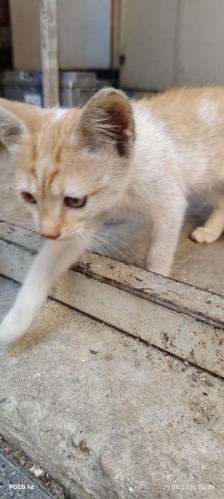 Ofer spre adopție