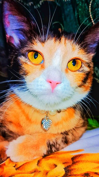 Хэппи ждёт свою семью.