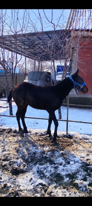 Продам жеребёнка кабылку