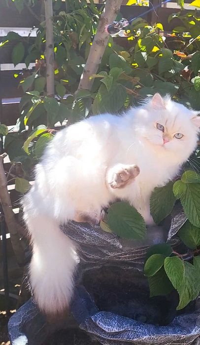 Fetita British Longhair alba cu ochi albastri - linie selecta