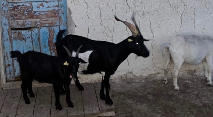 Козы сатылады лактарымен
