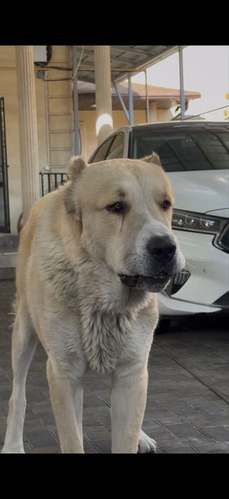 Мальчик Алабай Ищет Девочку