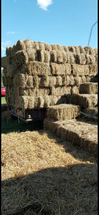 Baloti fan 500.Rotunzu 40.Fan or Lucerna.La TIR>RO.Kaki Dud Rodiu Me