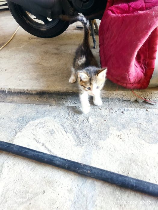 Отдам котят бесплатно