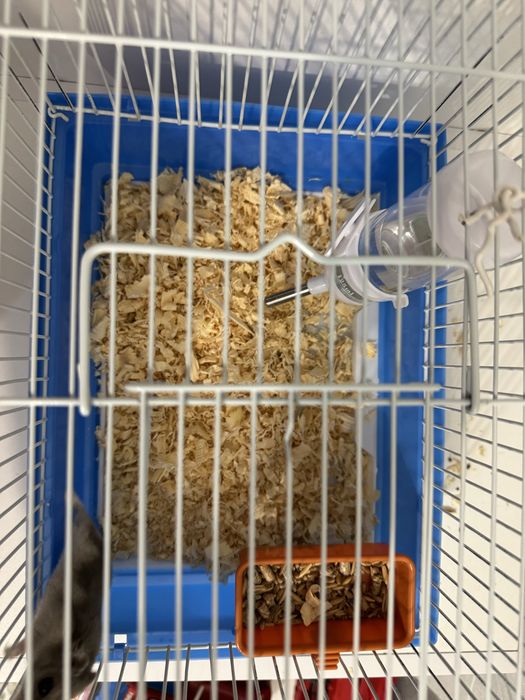 продам милого хомячка