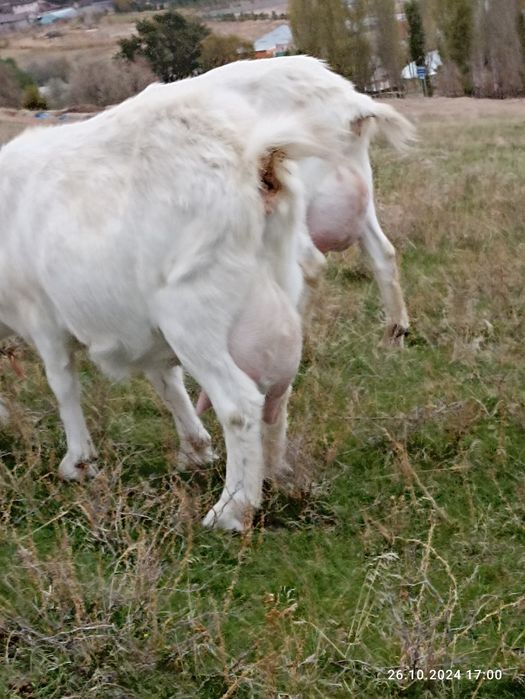 Продажа Зааненских коз.