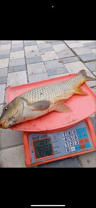 Рыбалка активная