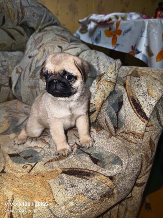 Продам щенков Мопса.