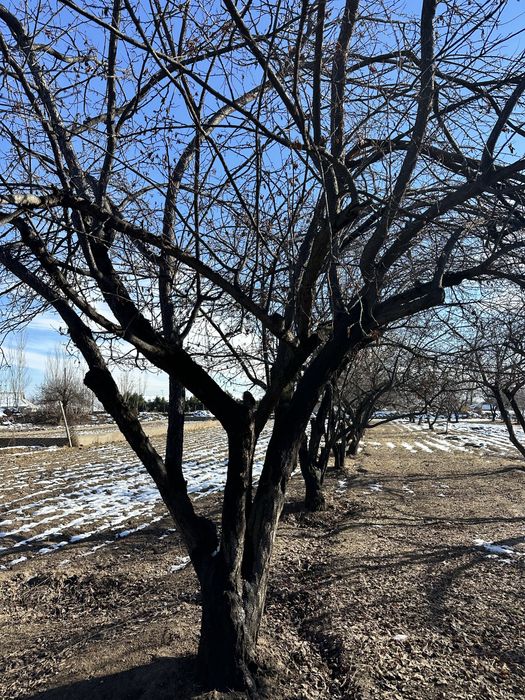 Daraxt sotiladi 200 ta sliva