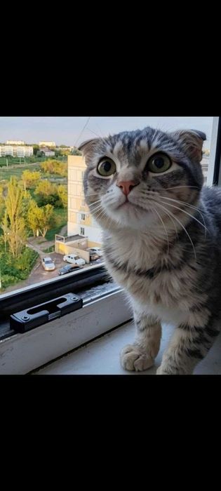 Ищем дом и любящих хозяев