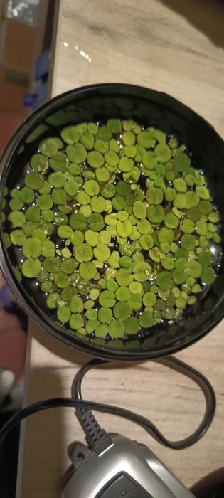 Vând creveți Orange , plante și labeo bicolor