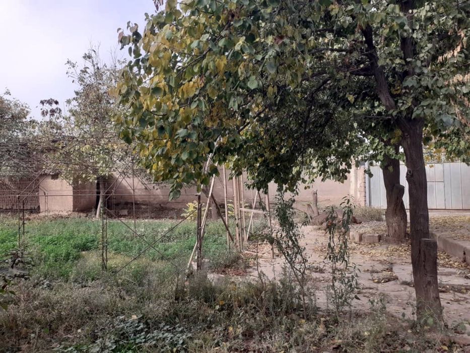 Yer sotiladi 7 yoki 8 sotok (Shurchi shahhri, Paxtakor berk ko’chasi)