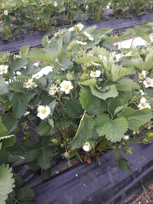 ВЪЛШЕБЕН Целогодишен Разсад Корени - Ягоди и Малини