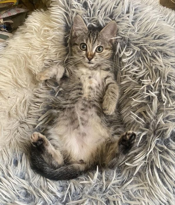 Отдам кошечку бесплатно