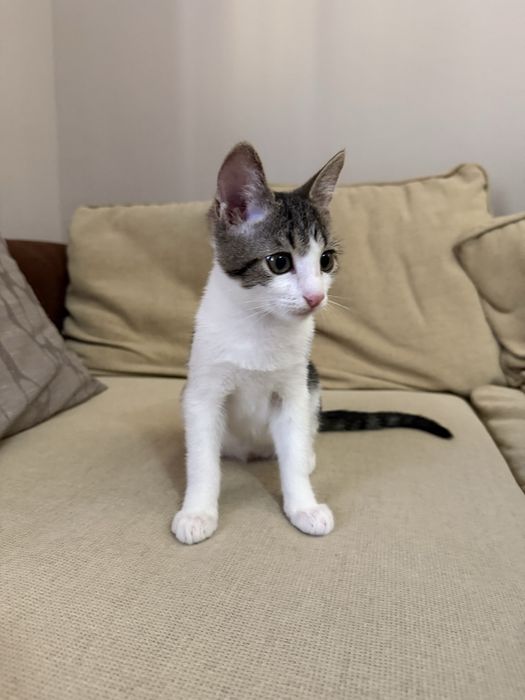 Подарява се мъжко коте