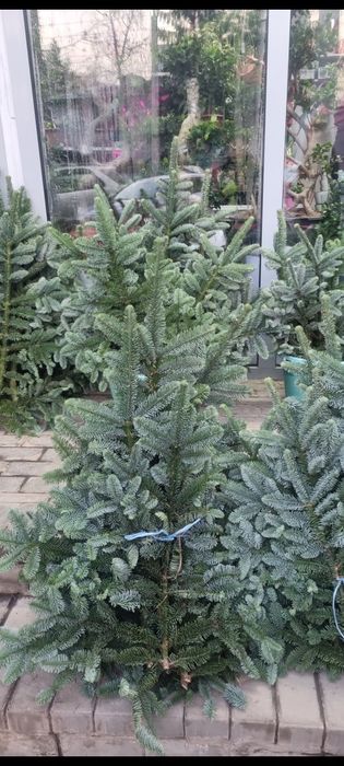 Продаётся  Нобилис