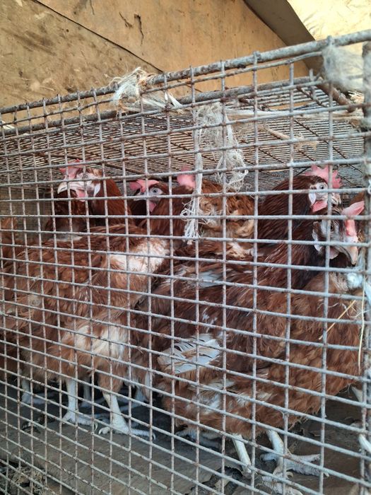 Продажа кур несушек