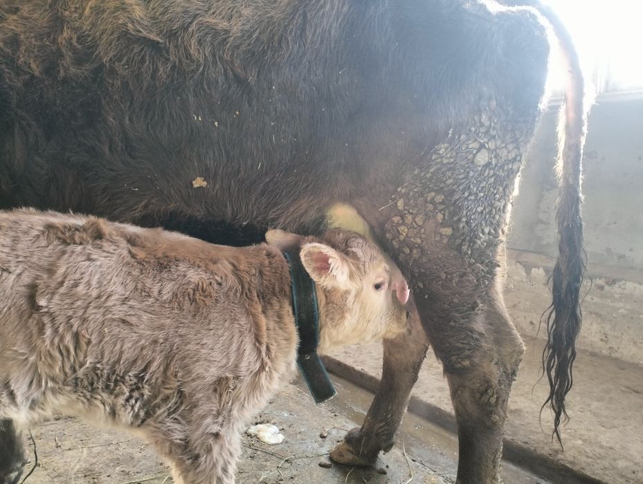 Бұзаулы сйыр сатылады