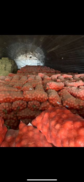 Лук репчатый, отборный в большом обьеме