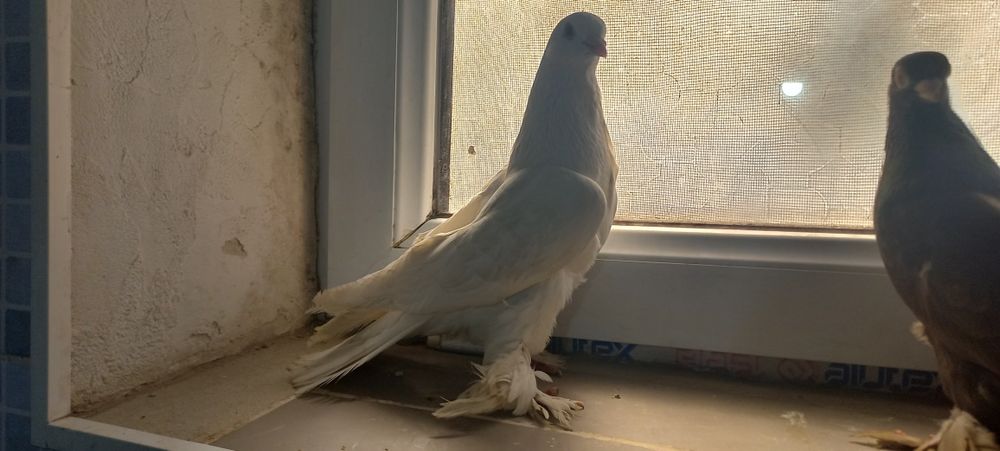 Кептерлер сатылады