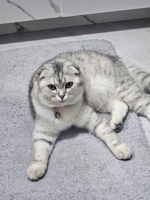 Котята от шотландской вислоухой (скотиш фолд)