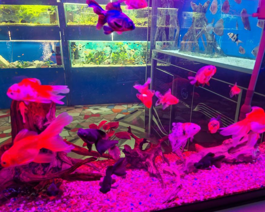 Аквариумные рыбки