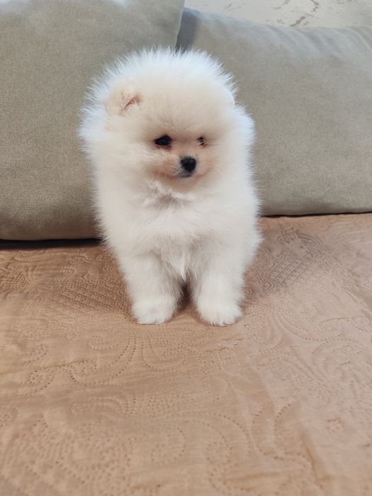 Померан мини  мъжко