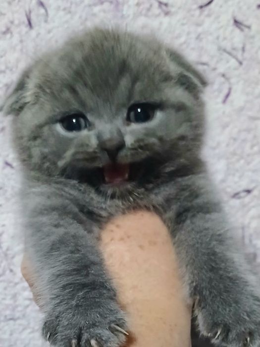 Фолды и британцы котята